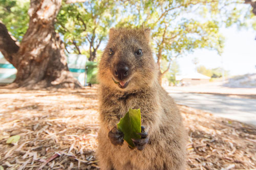 Rottnest Island, Australia