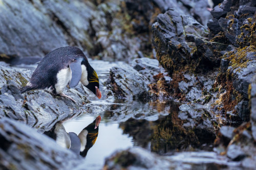 Cooper Bay, South Georgia