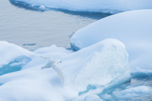 Southern Ocean, Antarctica