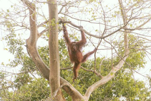 Kinabatangan, Malaysia