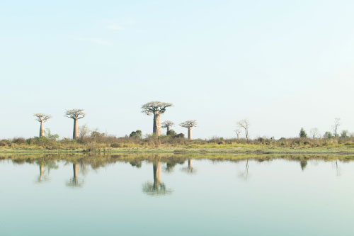 Allee des Baobabs, Madagascar