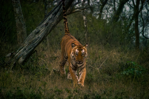Bandipur, India