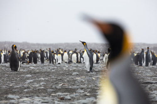 St Andrews Bay, South Georgia