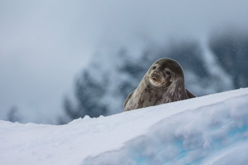 Danco Island, Antarctica