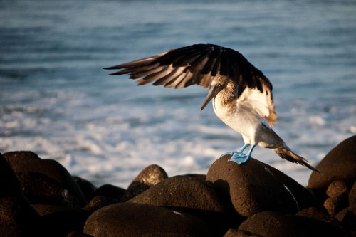 Galapagos, Ecuador