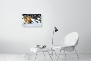 fox in the snow - 60cm x 40cm
