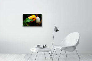 toucan - 60cm x 40cm