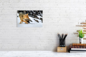 fox in the snow - 30cm x 20cm