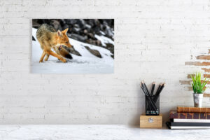 fox in the snow - 40cm x 27cm
