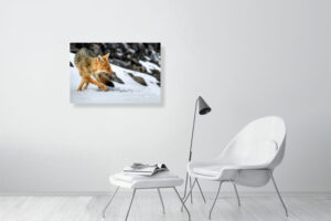 fox in the snow - 80cm x 53cm
