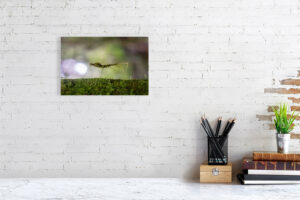 i’m hiding out where you can’t see - 30cm x 20cm