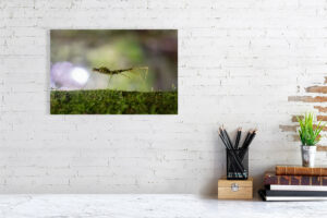 i’m hiding out where you can’t see - 40cm x 27cm