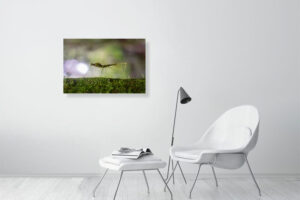 i’m hiding out where you can’t see - 80cm x 53cm