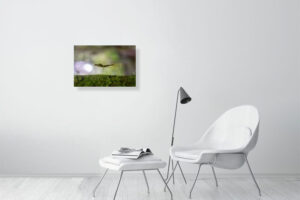 i’m hiding out where you can’t see - 60cm x 40cm